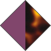 PURPLE / BROWN HAVANA